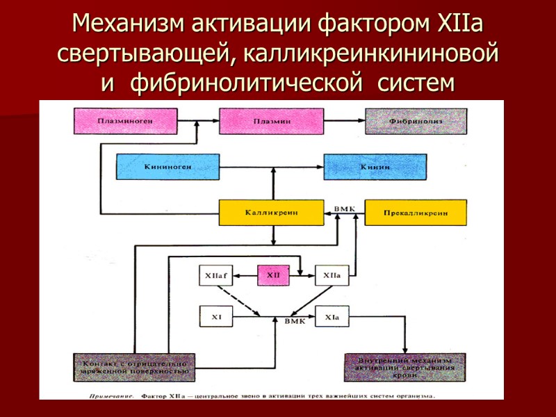 Механизм активации фактором XIIа свертывающей, калликреинкининовой и  фибринолитической  систем